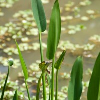 Pickerel Weed